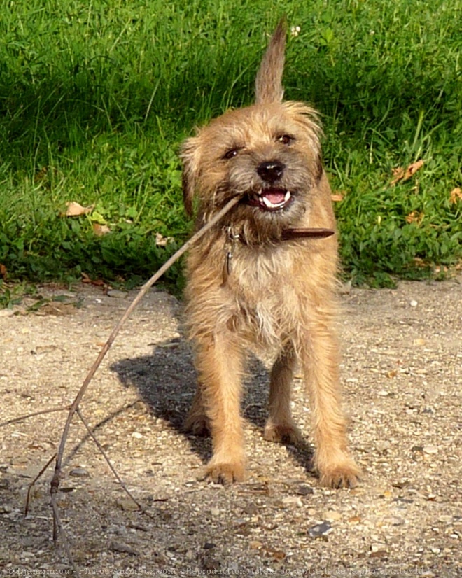 Photo de Border terrier