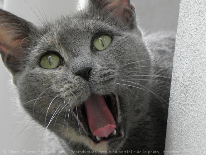 Photo de Chat domestique