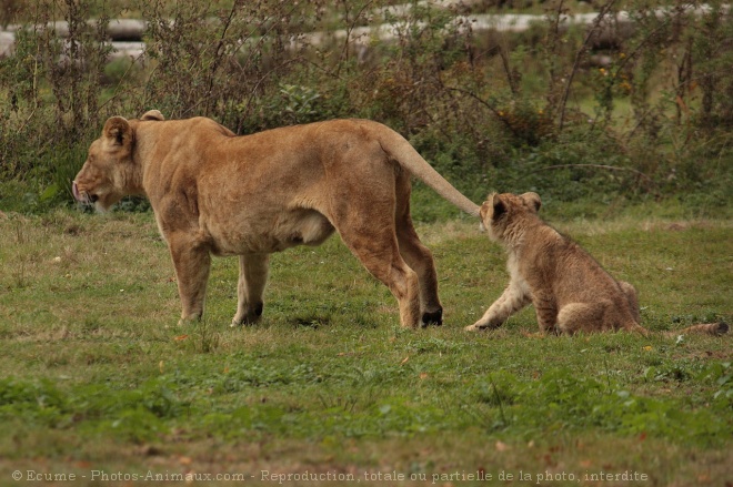 Photo de Lion