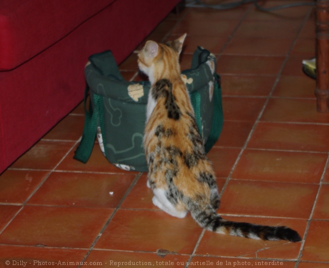 Photo de Chat domestique