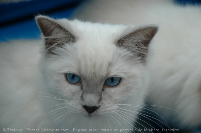 Photo de Ragdoll