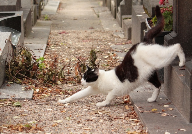 Photo de Chat domestique