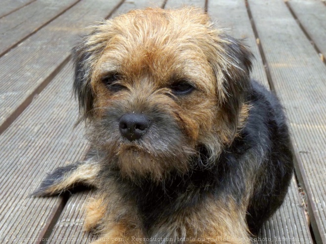 Photo de Border terrier