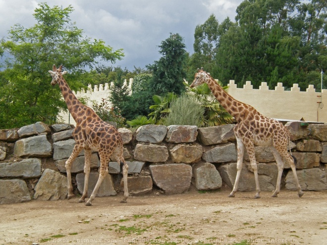 Photo de Girafe