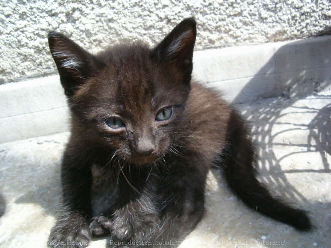 Photo de Chat domestique