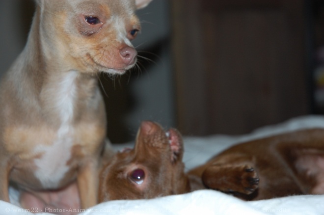 Photo de Chihuahua  poil court