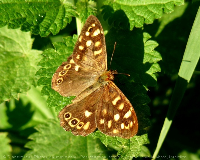 Photo de Papillon - belle-dame