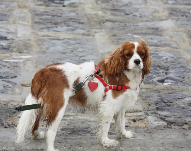 Photo de Cavalier king charles spaniel