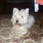 Photo de West highland white terrier