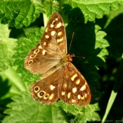 Photo de Papillon - belle-dame