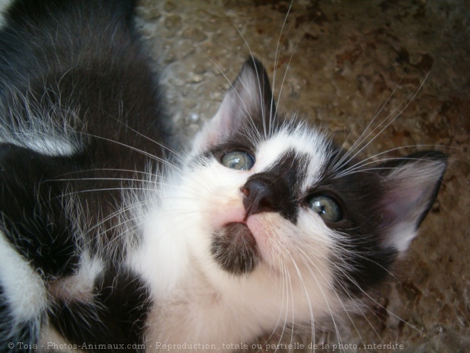 Photo de Chat domestique