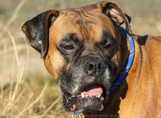 Photo de Boxer