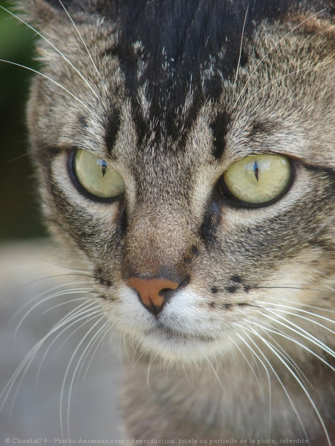 Photo de Chat domestique