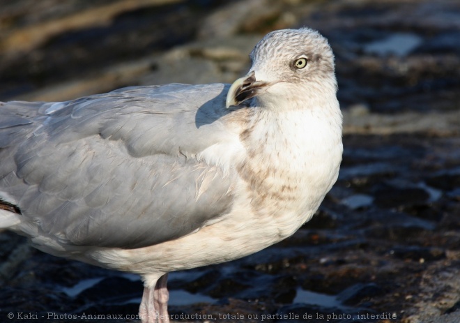 Photo de Mouette