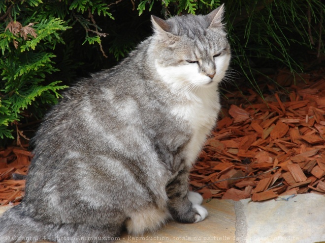 Photo de Chat domestique