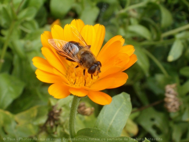 Photo d'Abeille