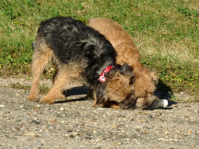 Photo de Border terrier