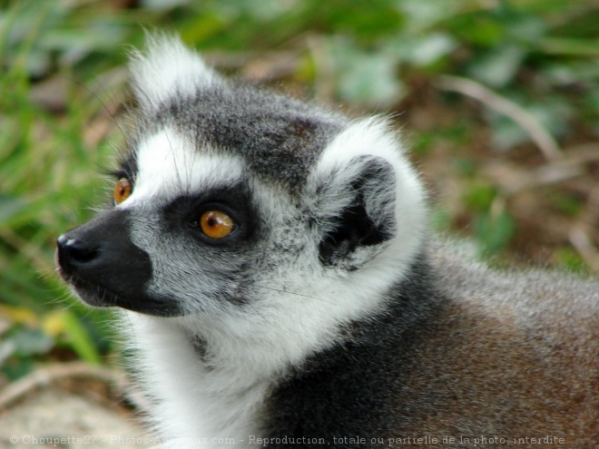 Photo de Lmurien - maki catta