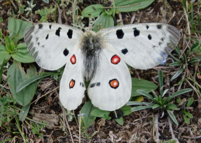 Photo de Papillon