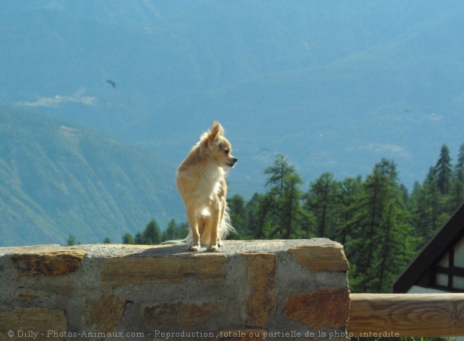 Photo de Chihuahua  poil long