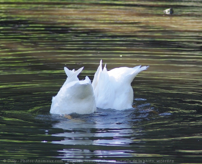 Photo de Canard