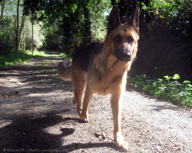 Photo de Berger allemand  poil court