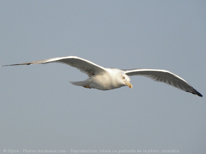 Photo de Mouette