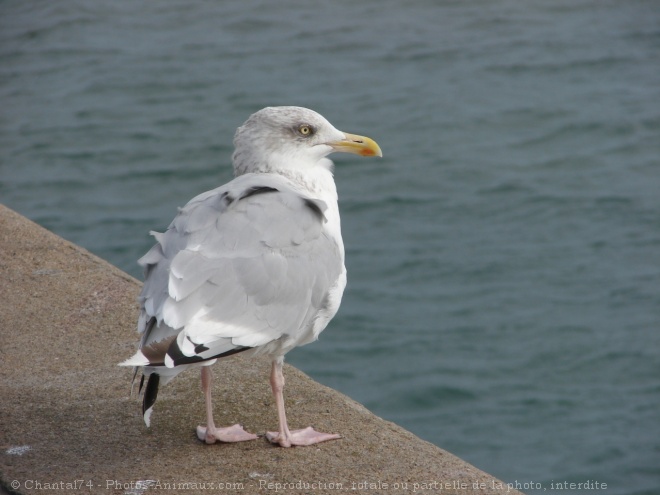 Photo de Mouette