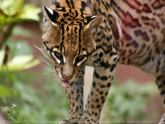 Photo d'Ocelot