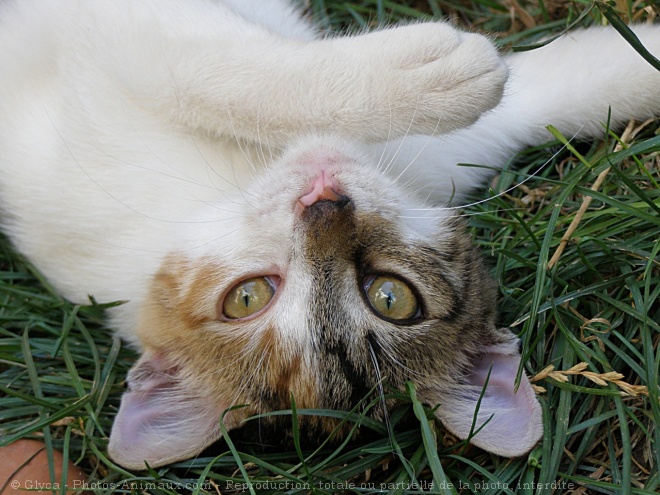 Photo de Chat domestique