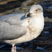 Photo de Mouette