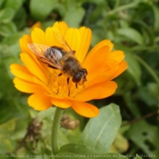 Photo d'Abeille