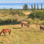 Photo de Races diffrentes