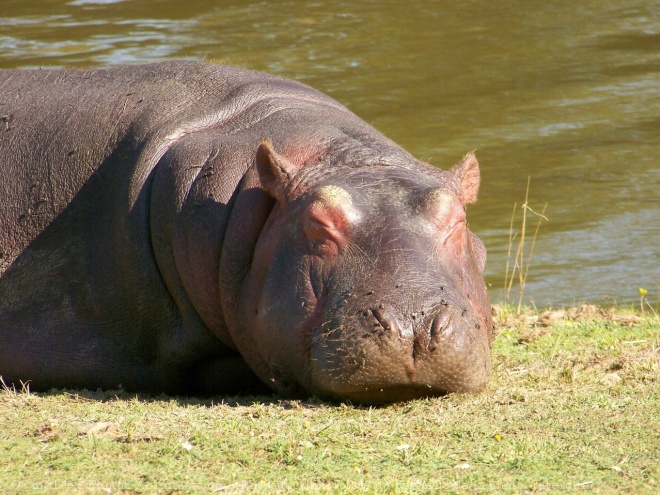 Photo de Hippopotame