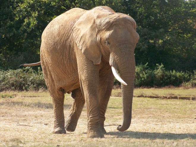 Photo d'Elphant d'afrique