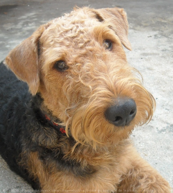 Photo d'Airedale terrier