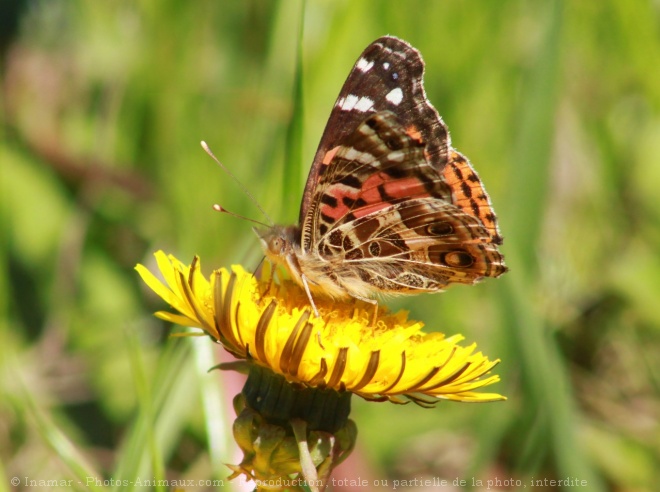 Photo de Papillon