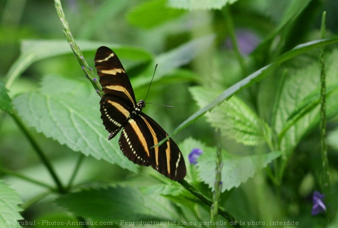 Photo de Papillon