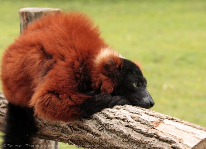 Photo de Lmurien - maki vari roux