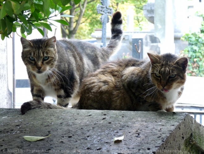 Photo de Chat domestique