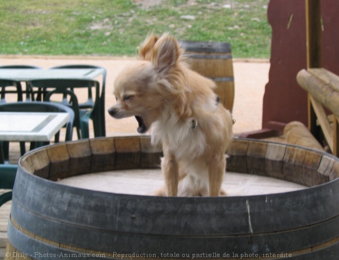 Photo de Chihuahua  poil long