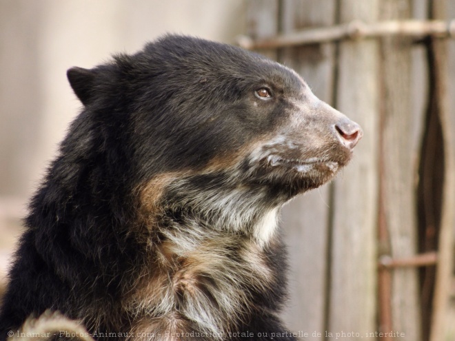 Photo d'Ours