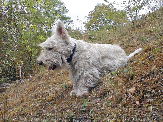 Photo de Scottish terrier