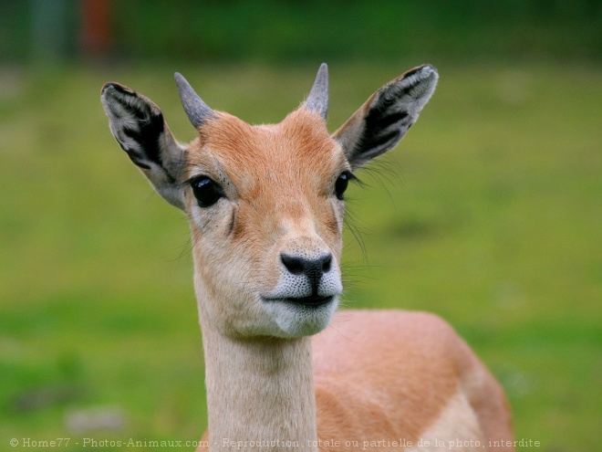 Photo d'Antilope