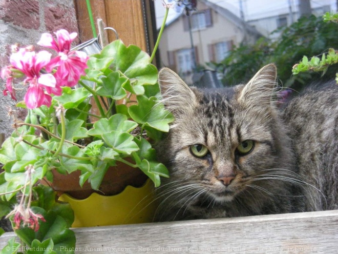 Photo de Chat domestique