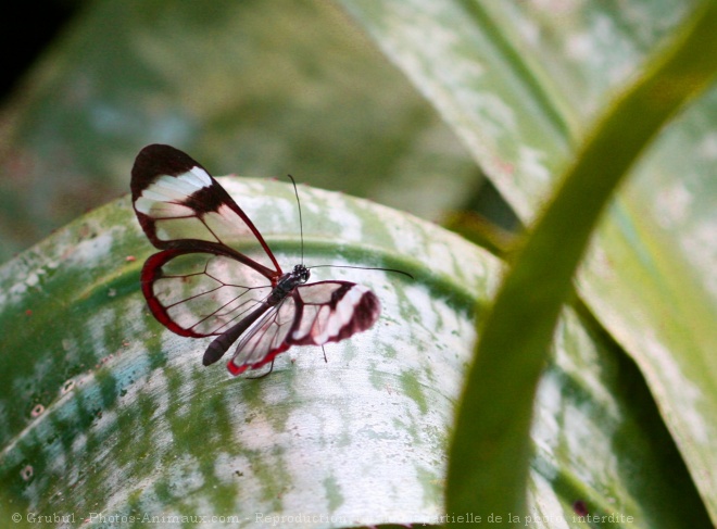 Photo de Papillon