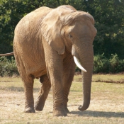 Photo d'Elphant d'afrique