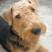 Photo d'Airedale terrier