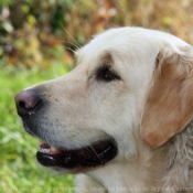 Photo de Golden retriever