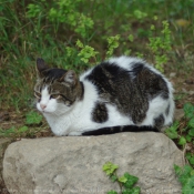 Photo de Chat domestique